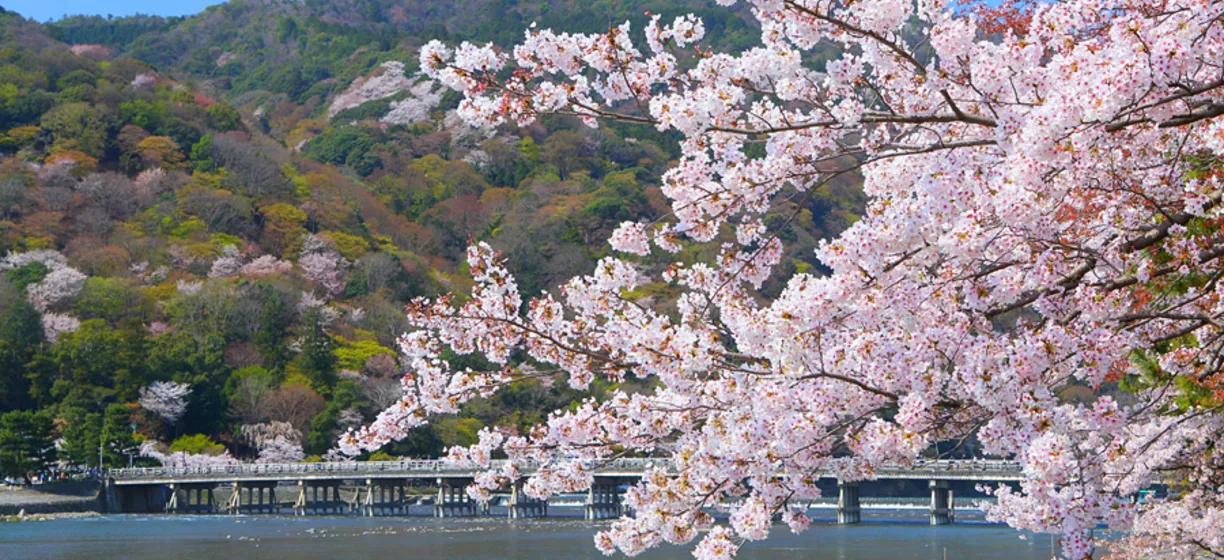 嵐山　さくら